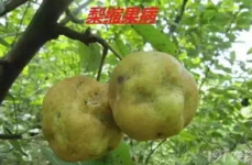 私密生活果梨,甜蜜与温馨的日常